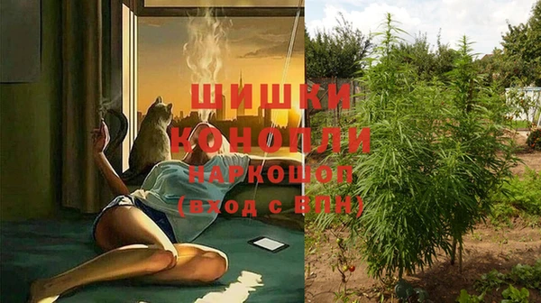 прущие грибы Пересвет