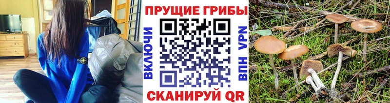 где купить наркотик  OMG ссылки  Псилоцибиновые грибы Magic Shrooms  Красавино 